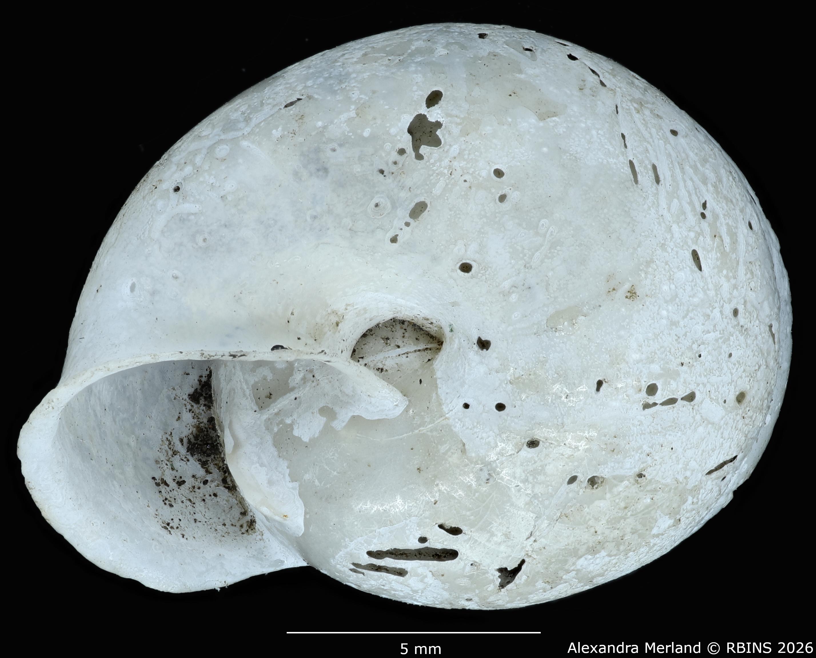 BE-RBINS-INV-MT-1831-Streptaxis-camerunensis-st-V.jpg