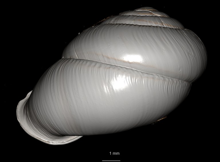 BE-RBINS-INV SYNTYPE MT 2444 Streptaxis Eustreptaxis costulatus var. major MCT XRE ANTI ORAL.jpg