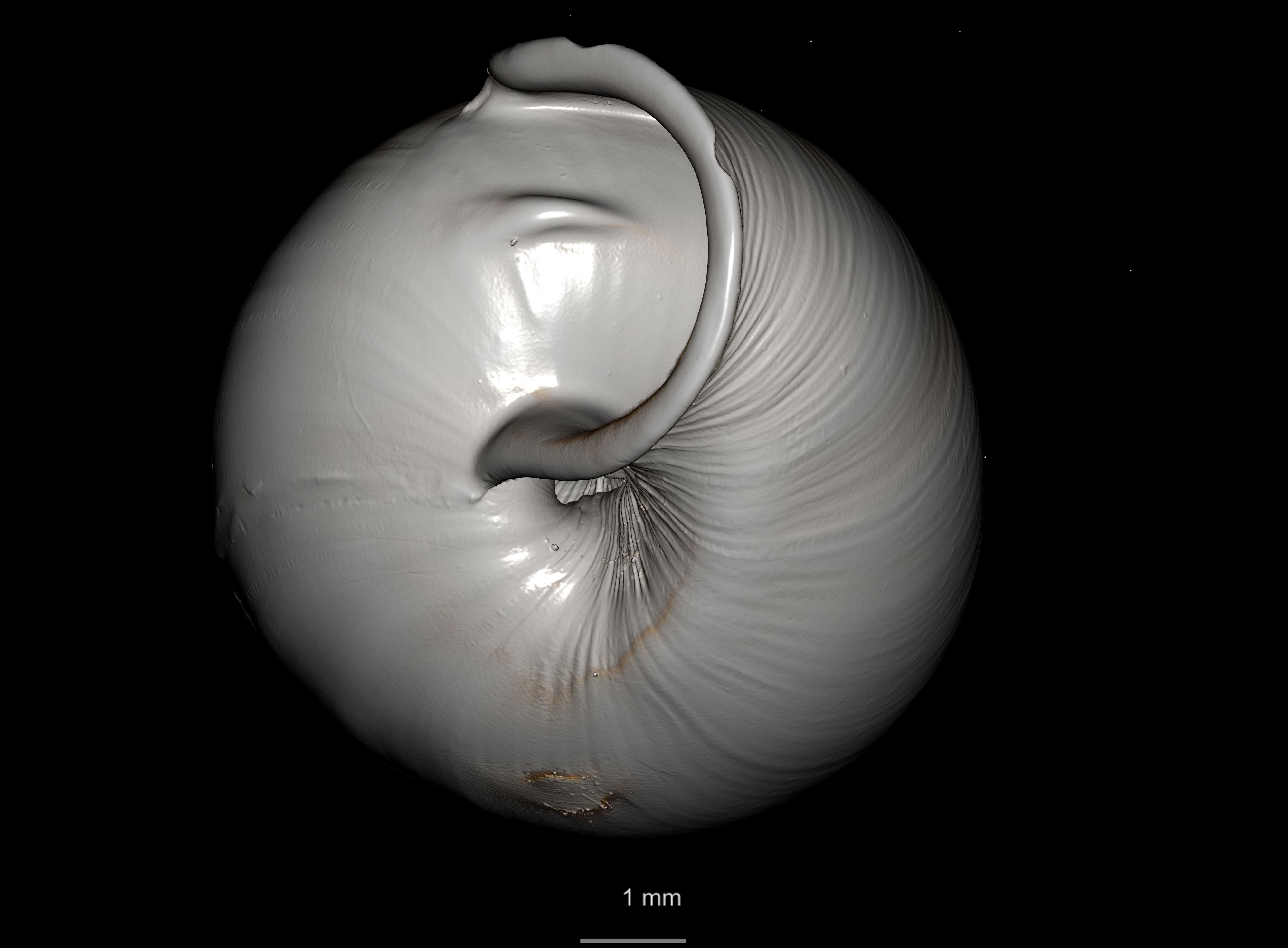 BE-RBINS-INV SYNTYPE MT 2444 Streptaxis Eustreptaxis costulatus var. major MCT XRE BOTTOM.jpg
