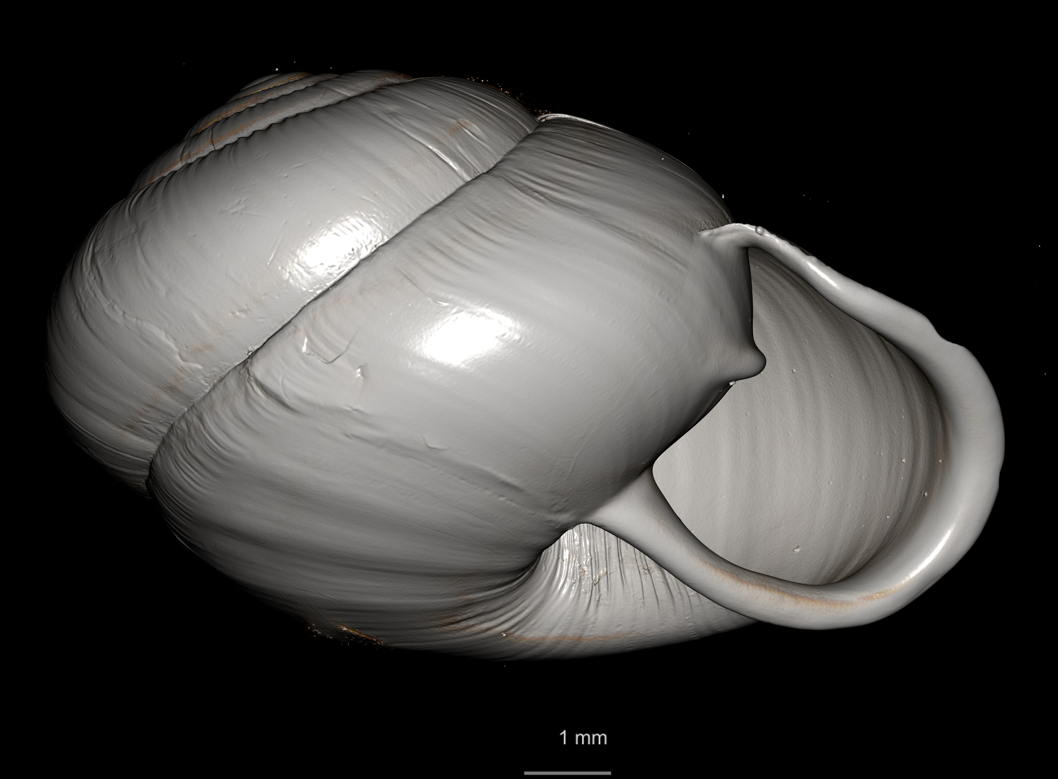 BE-RBINS-INV SYNTYPE MT 2444 Streptaxis Eustreptaxis costulatus var. major MCT XRE ORAL CUT PLANE.jpg