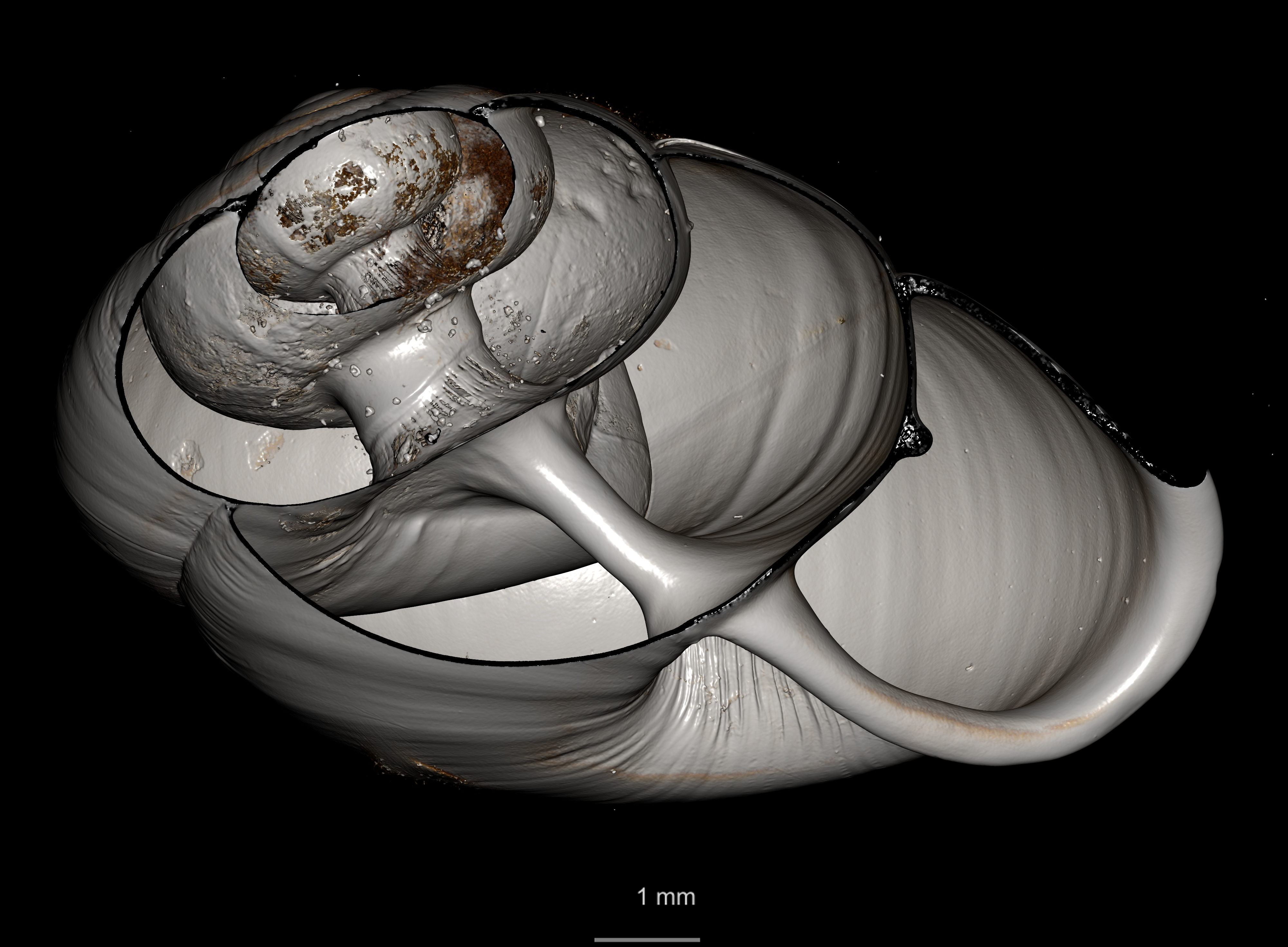 BE-RBINS-INV SYNTYPE MT 2444 Streptaxis Eustreptaxis costulatus var. major MCT XRE ORAL CUT.jpg