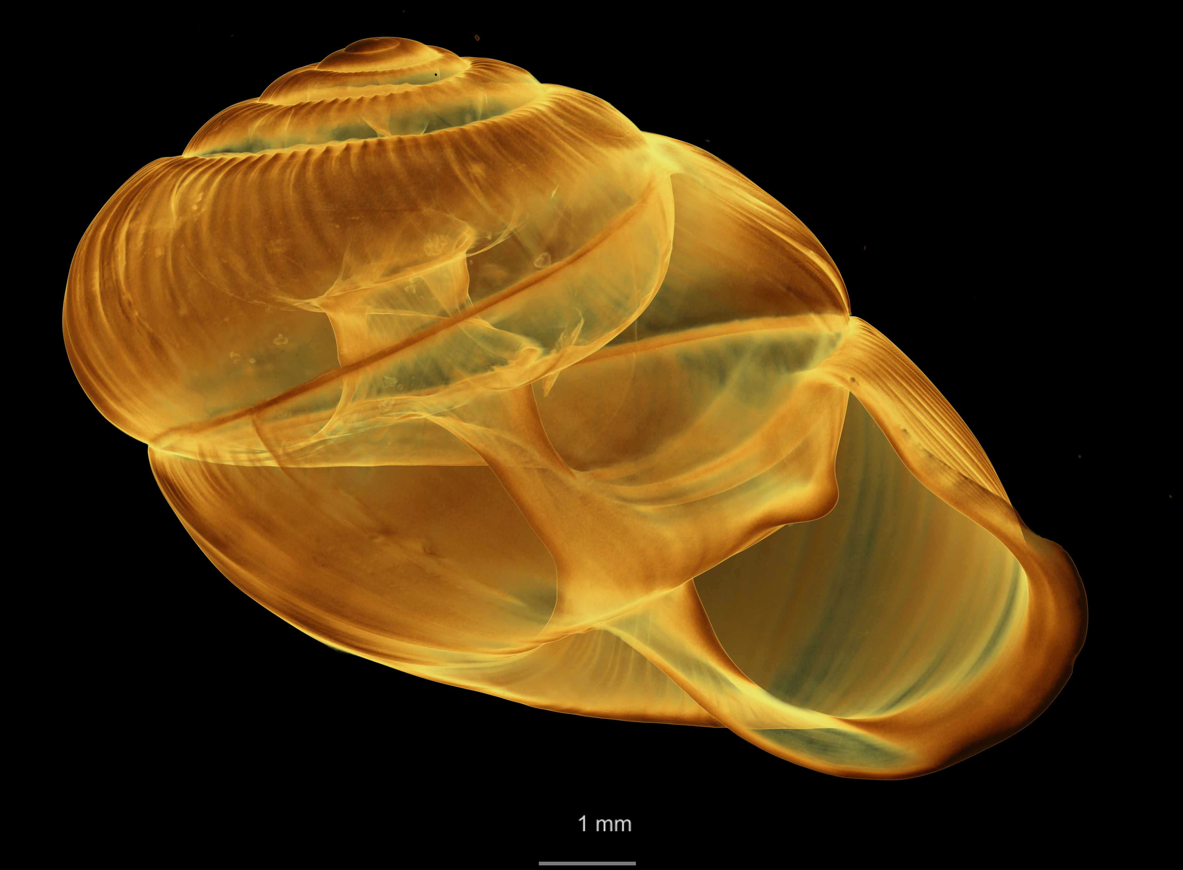 BE-RBINS-INV SYNTYPE MT 2444 Streptaxis Eustreptaxis costulatus var. major MCT XRE ORAL TRANSLUCENT .jpg