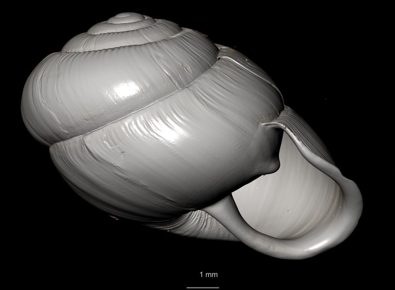 BE-RBINS-INV SYNTYPE MT 2444 Streptaxis Eustreptaxis costulatus var. major MCT XRE ORAL.jpg