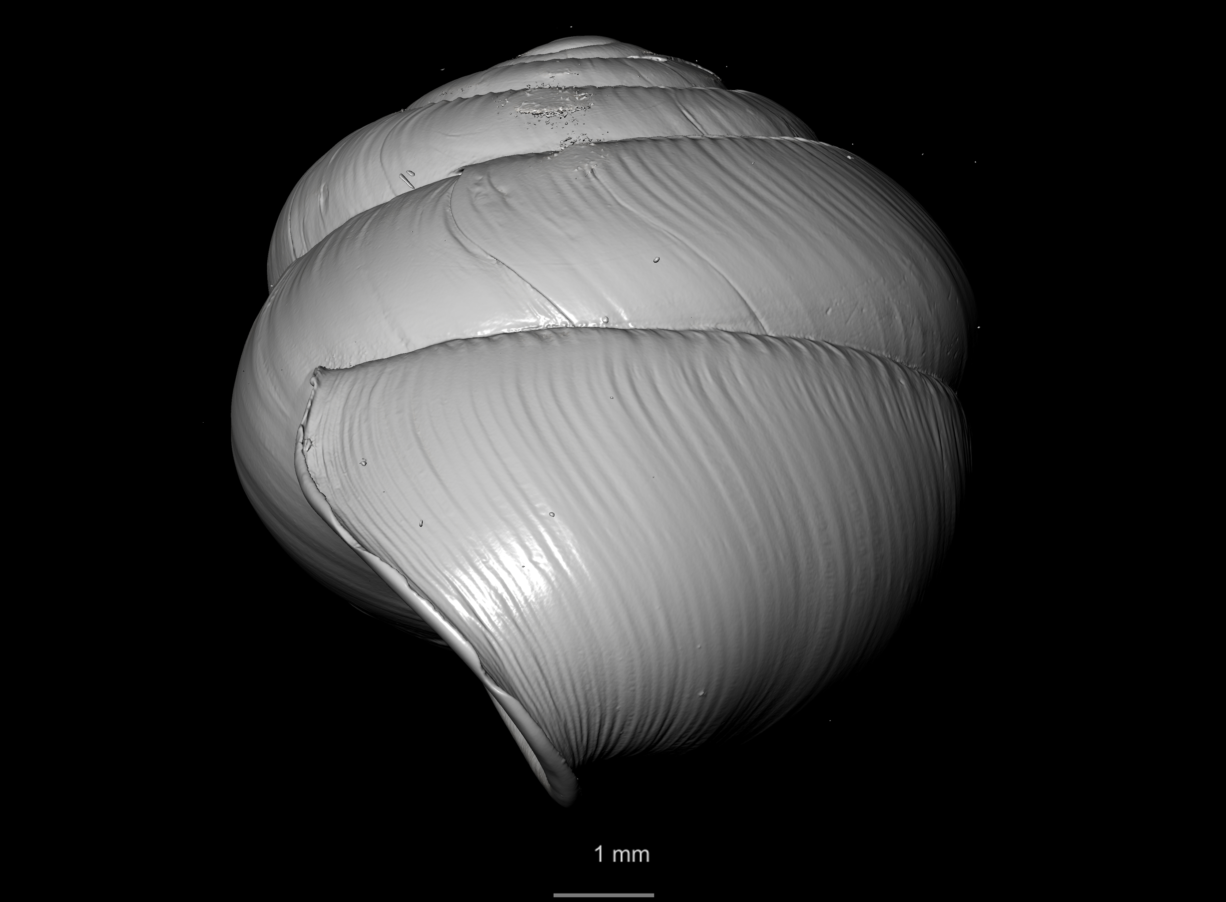 BE-RBINS-INV SYNTYPE MT 2444 Streptaxis Eustreptaxis costulatus var. major MCT XRE PROFILE.jpg