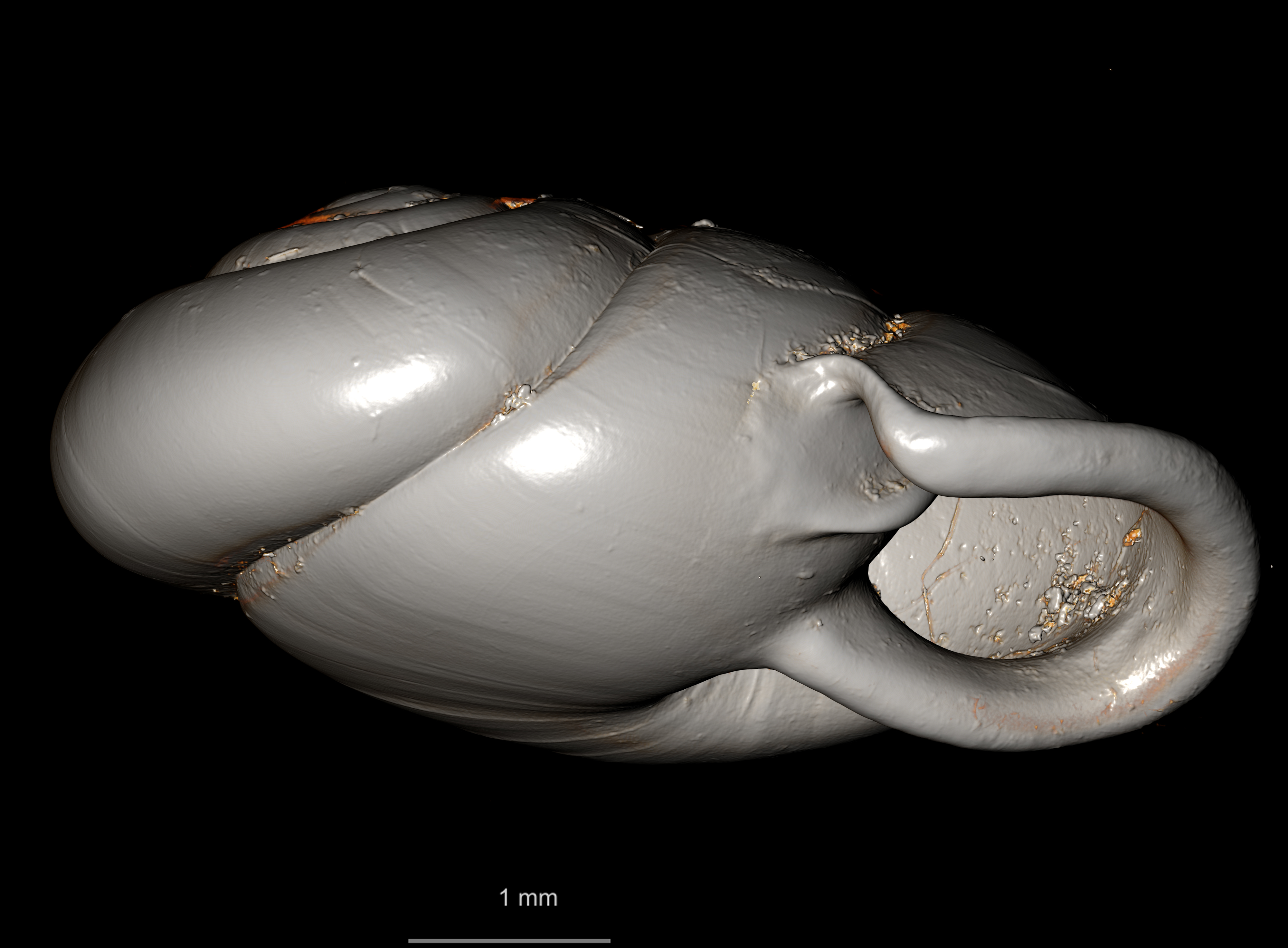 BE-RBINS-INV SYNTYPE MT 2445 Streptaxis dorri MCT XRE ORAL.jpg