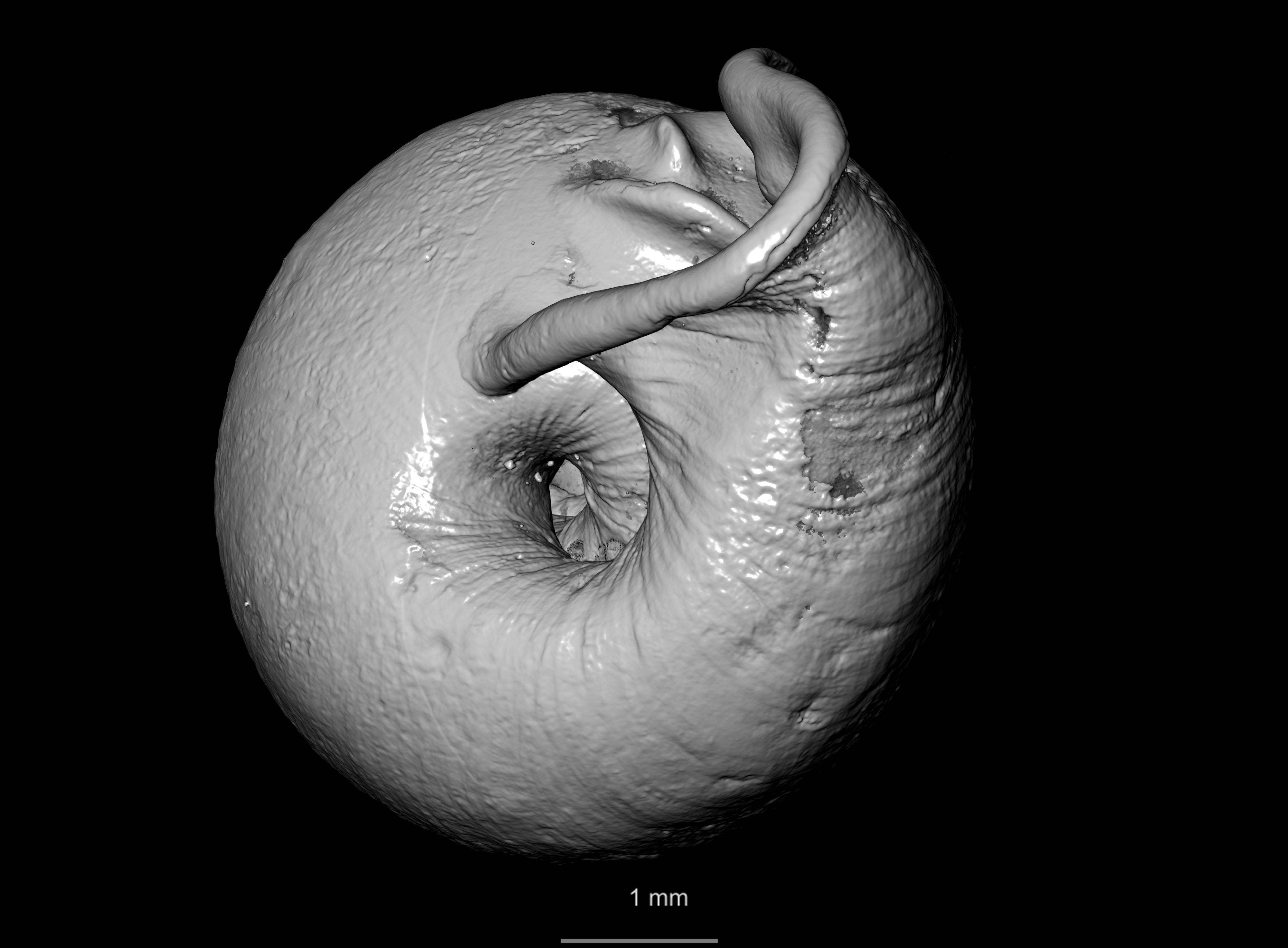 BE-RBINS-INV SYNTYPE MT 2446 Streptaxis (Odontartemon) mabillei MCT XRE BOTTOM.jpg