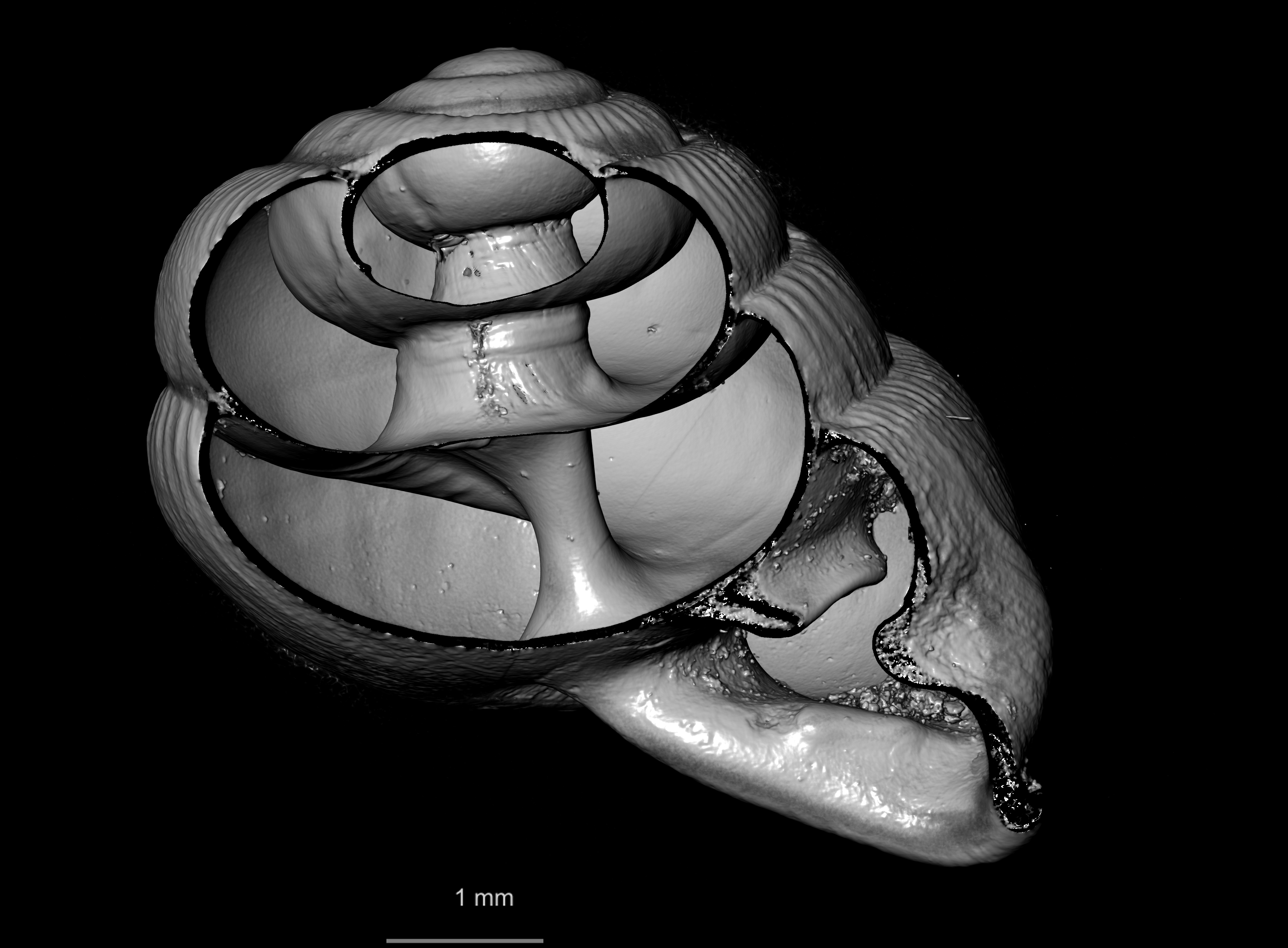 BE-RBINS-INV SYNTYPE MT 2446 Streptaxis (Odontartemon) mabillei MCT XRE ORAL FIELD FLAT CUT.jpg