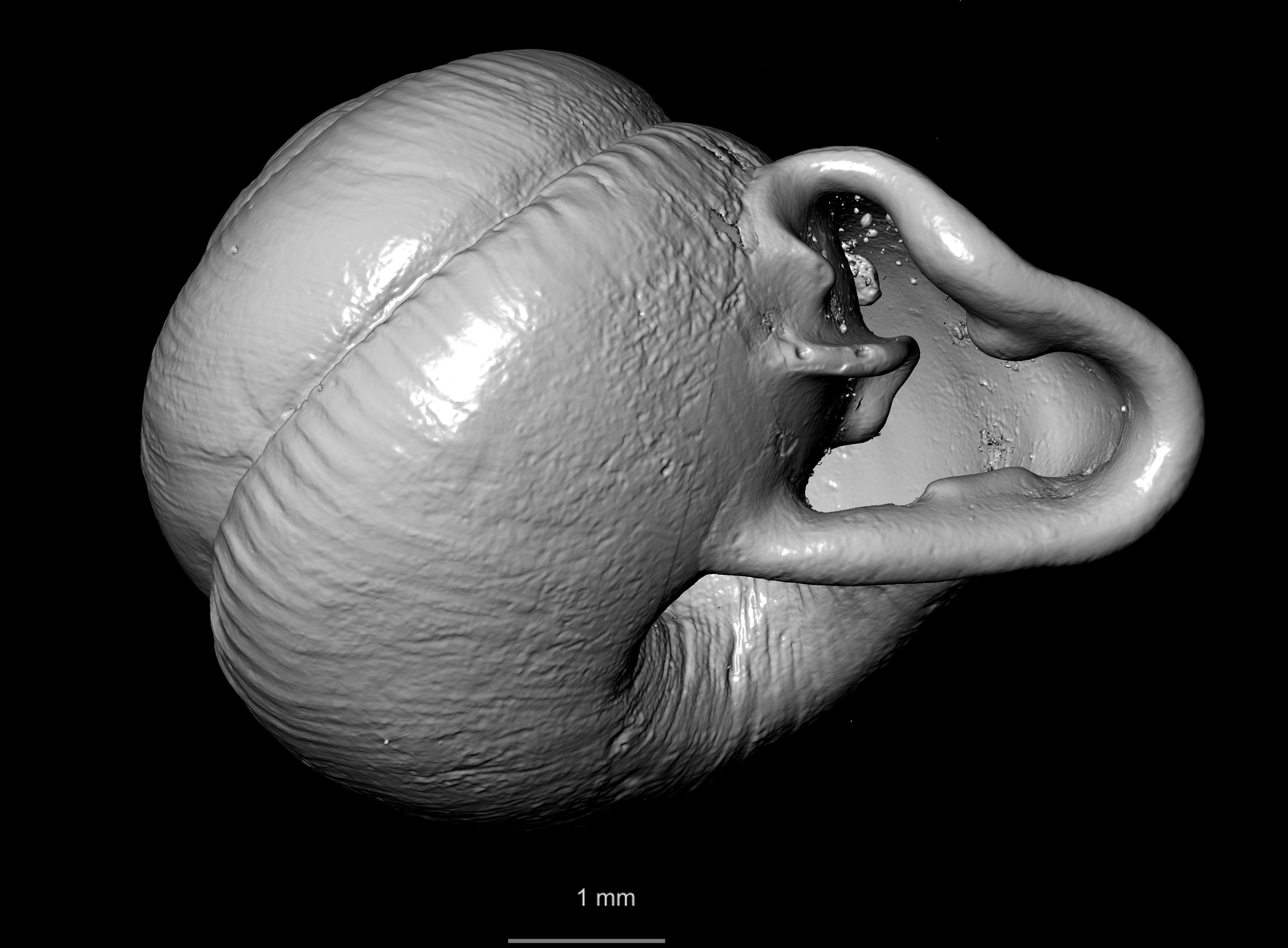 BE-RBINS-INV SYNTYPE MT 2446 Streptaxis (Odontartemon) mabillei MCT XRE ORAL FIELD FLAT.jpg