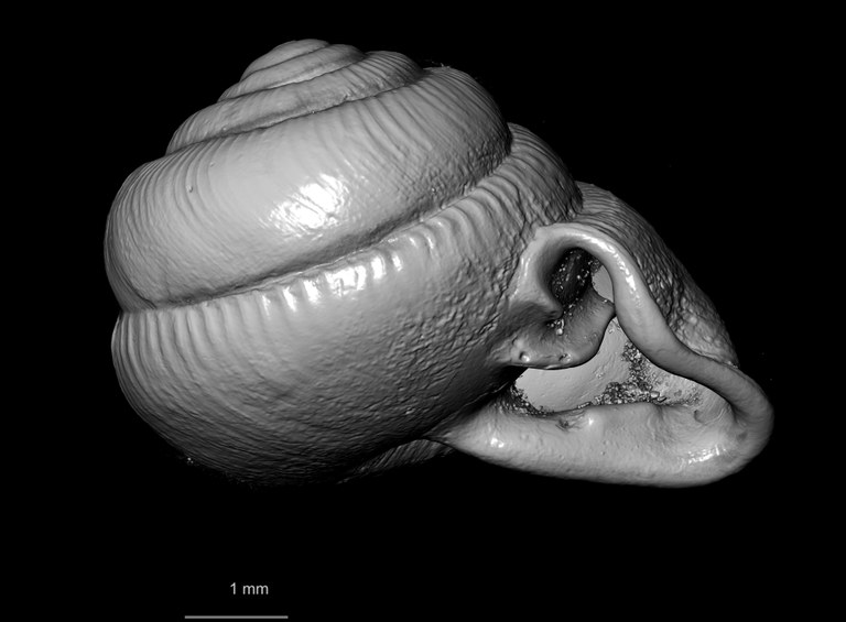 BE-RBINS-INV SYNTYPE MT 2446 Streptaxis (Odontartemon) mabillei MCT XRE ORAL.jpg