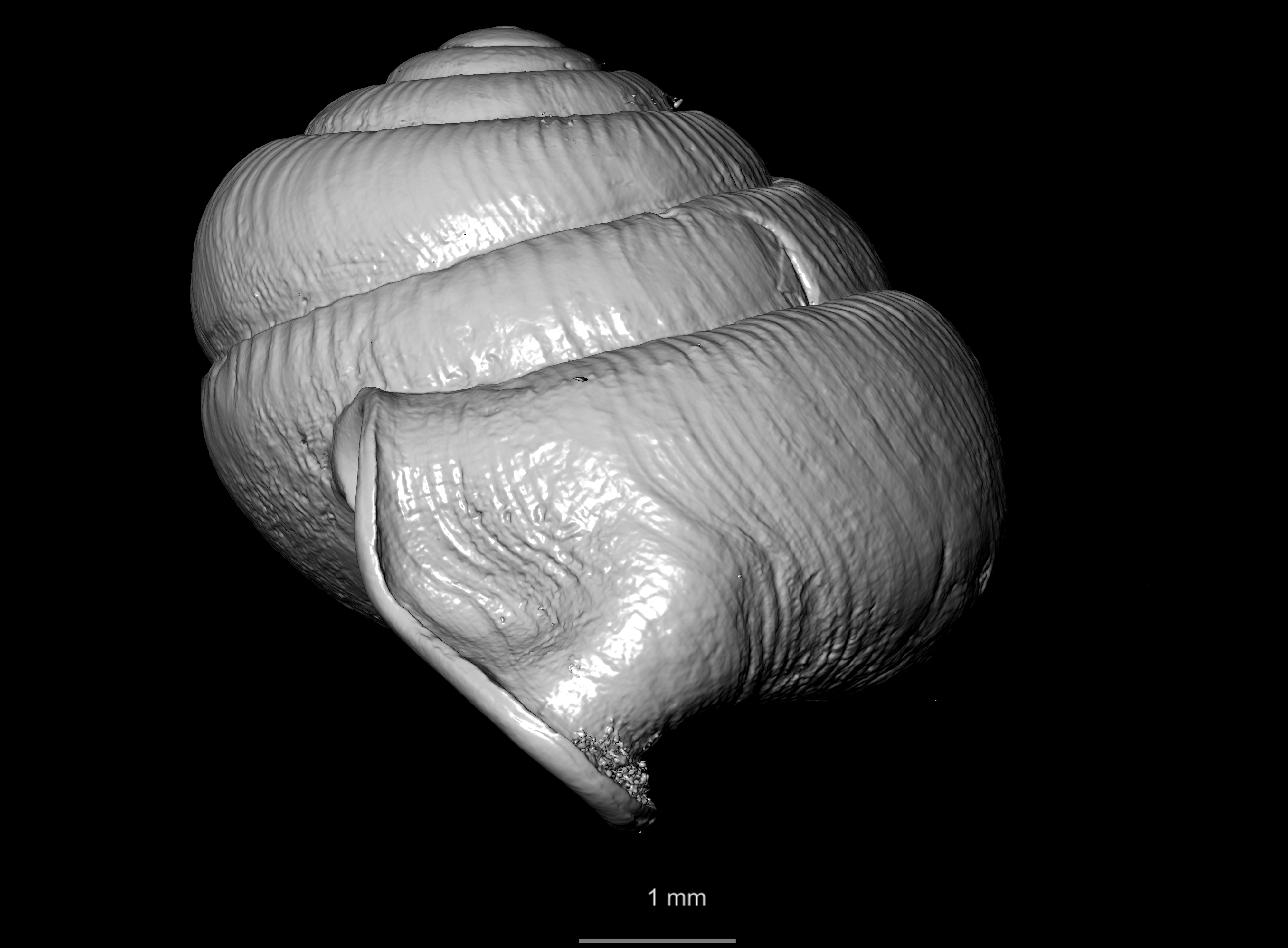 BE-RBINS-INV SYNTYPE MT 2446 Streptaxis (Odontartemon) mabillei MCT XRE PROFILE.jpg