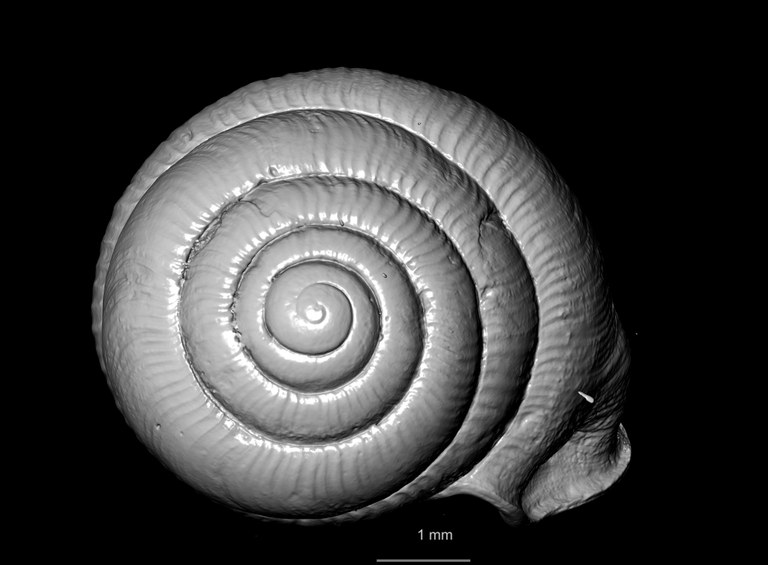 BE-RBINS-INV SYNTYPE MT 2446 Streptaxis (Odontartemon) mabillei MCT XRE TOP.jpg