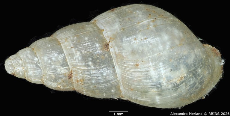BE-RBINS-INV-MT-1380-Streptostele-elgonensis-st-D.jpg