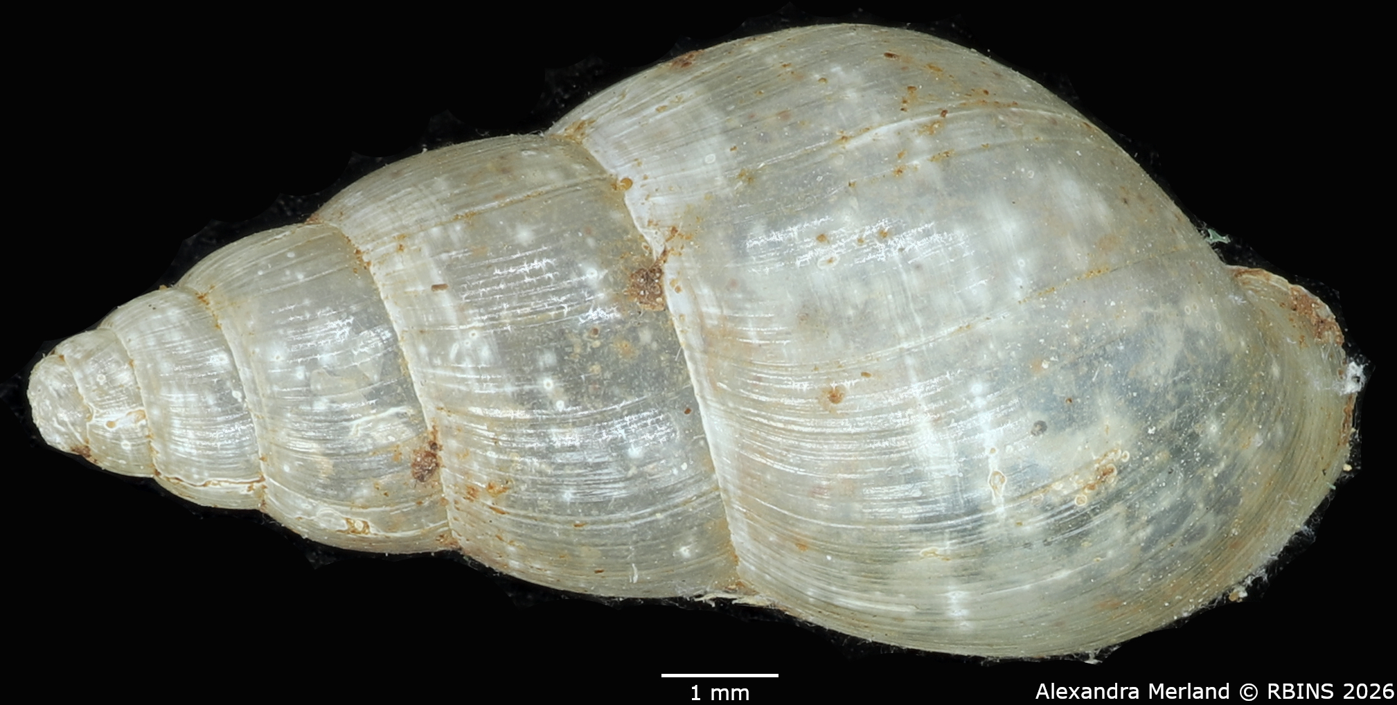 BE-RBINS-INV-MT-1380-Streptostele-elgonensis-st-D.jpg