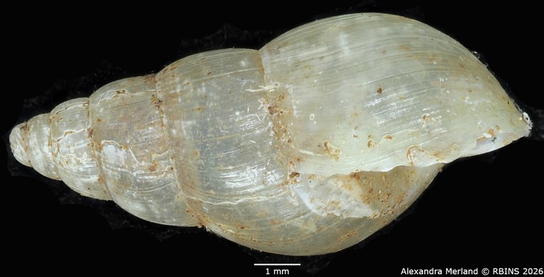 BE-RBINS-INV-MT-1380-Streptostele-elgonensis-st-L.jpg