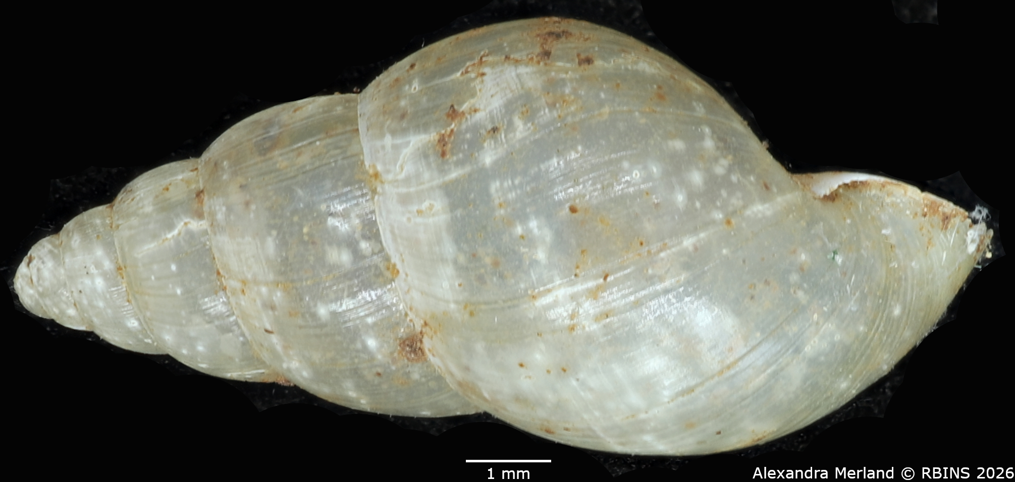 BE-RBINS-INV-MT-1380-Streptostele-elgonensis-st-L2.jpg