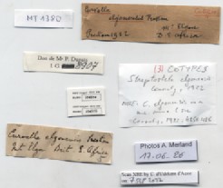 BE-RBINS-INV-MT-1380-Streptostele-elgonensis-st-label.jpg