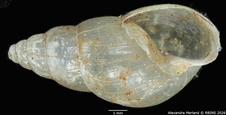 BE-RBINS-INV-MT-1380-Streptostele-elgonensis-st-V.jpg