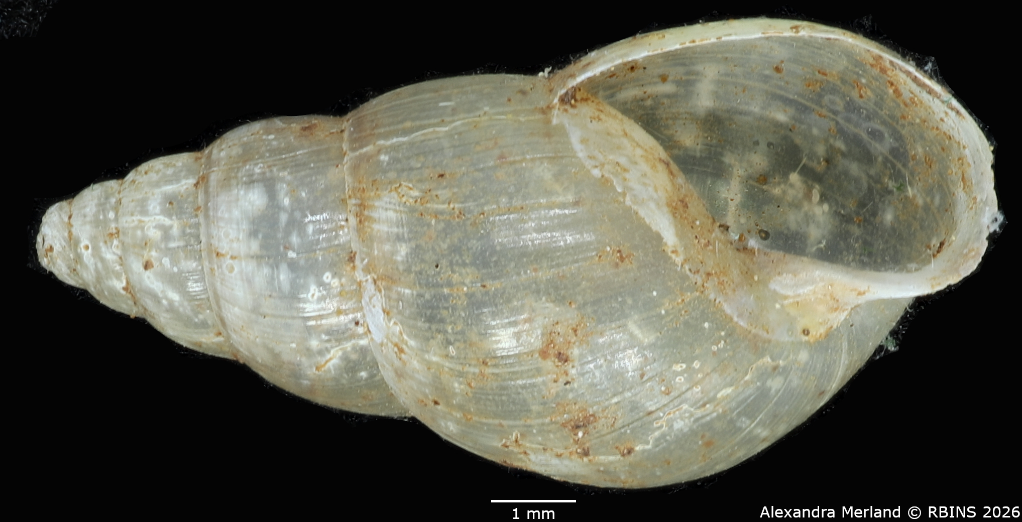 BE-RBINS-INV-MT-1380-Streptostele-elgonensis-st-V.jpg