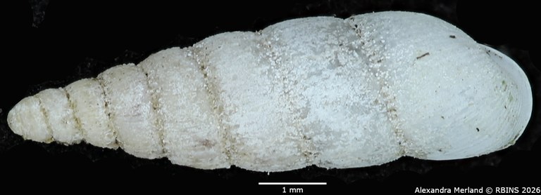 BE-RBINS-INV-MT-1850-Streptostele-fallooni-st-D.jpg