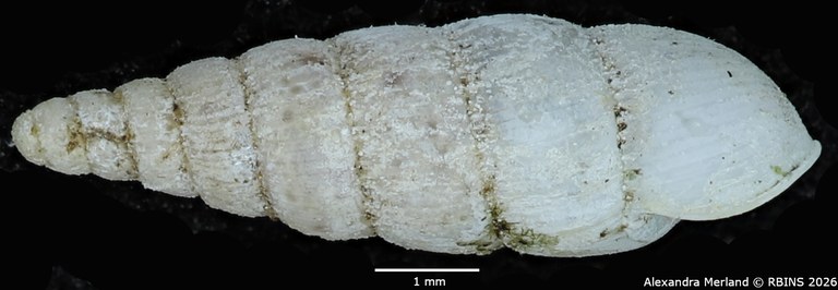 BE-RBINS-INV-MT-1850-Streptostele-fallooni-st-L.jpg