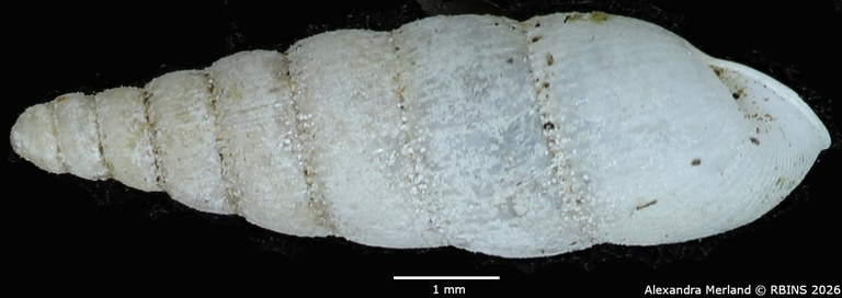 BE-RBINS-INV-MT-1850-Streptostele-fallooni-st-L2.jpg