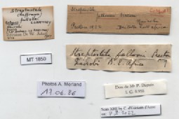 BE-RBINS-INV-MT-1850-Streptostele-fallooni-st-label.jpg