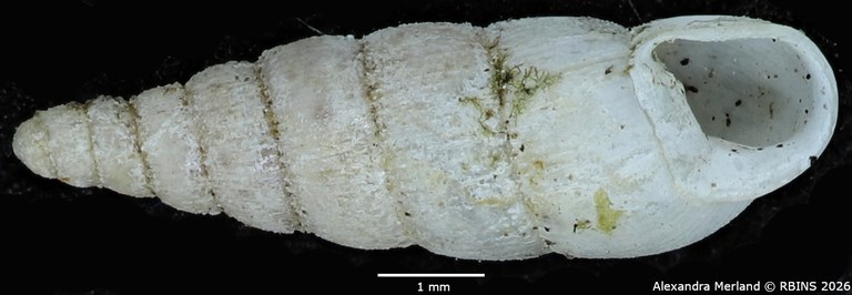 BE-RBINS-INV-MT-1850-Streptostele-fallooni-st-V.jpg