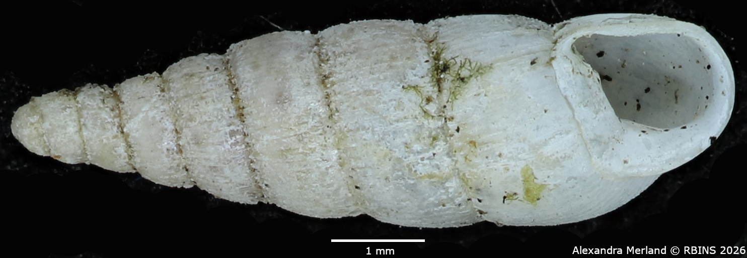 BE-RBINS-INV-MT-1850-Streptostele-fallooni-st-V.jpg