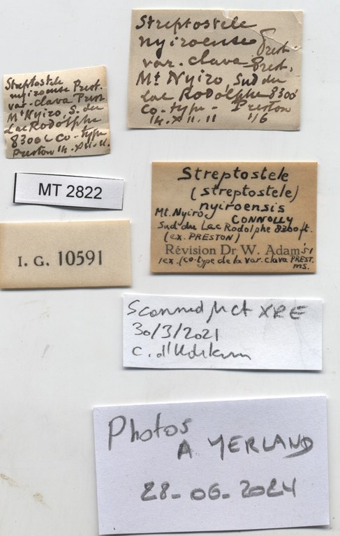 BE-RBINS-INV-MT-2822-Streptostele-nyiroensis-ct-label.jpg