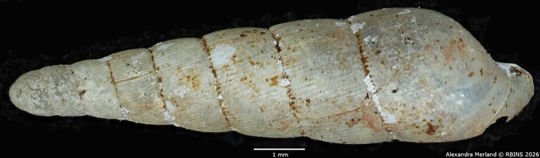 BE-RBINS-INV-MT-1851-Streptostele-nyiroensis-st-D.jpg