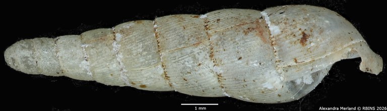 BE-RBINS-INV-MT-1851-Streptostele-nyiroensis-st-L.jpg