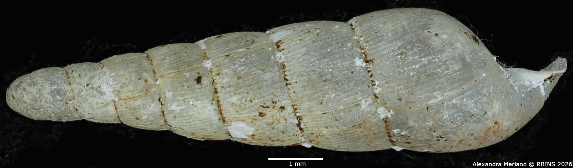 BE-RBINS-INV-MT-1851-Streptostele-nyiroensis-st-L2.jpg