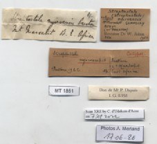 BE-RBINS-INV-MT-1851-Streptostele-nyiroensis-st-label.jpg