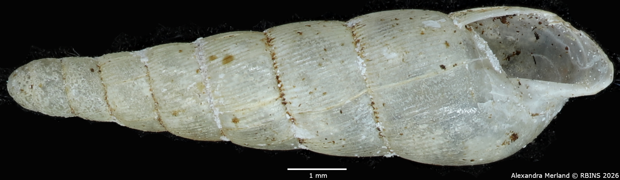 BE-RBINS-INV-MT-1851-Streptostele-nyiroensis-st-V.jpg