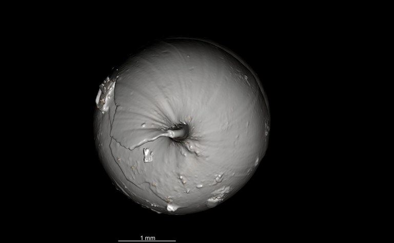 BE-RBINS-INV SYNTYPE MT.2820 Streptostele nyiroensis MCT XRE ANTERIOR.jpg