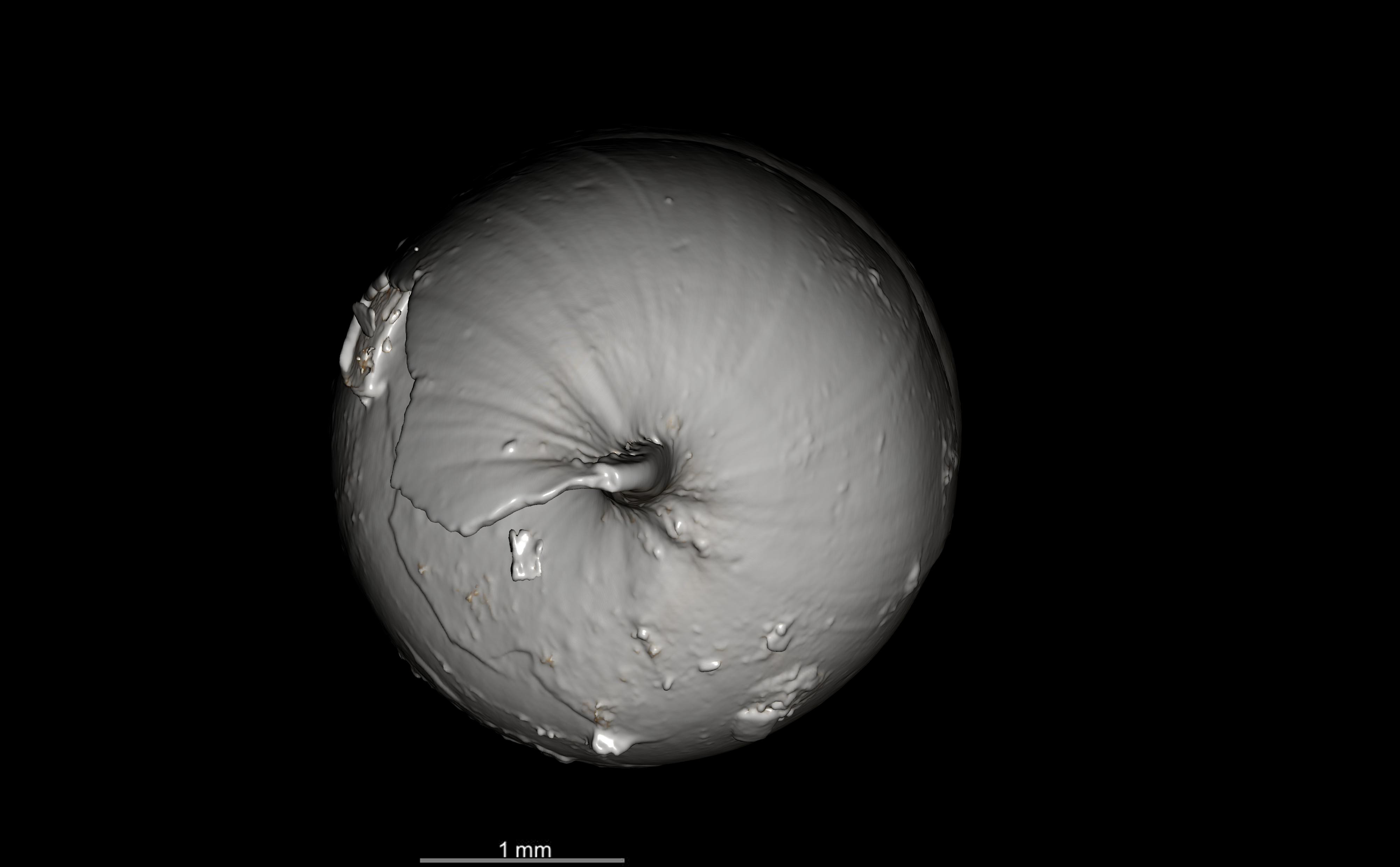 BE-RBINS-INV SYNTYPE MT.2820 Streptostele nyiroensis MCT XRE ANTERIOR.jpg