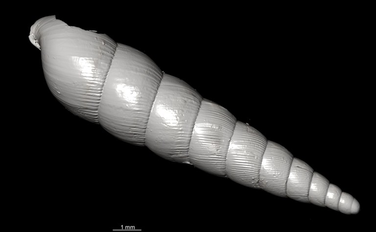 BE-RBINS-INV SYNTYPE MT.2820 Streptostele nyiroensis MCT XRE DORSAL.jpg