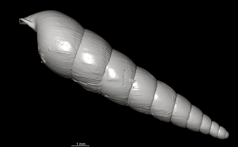 BE-RBINS-INV SYNTYPE MT.2820 Streptostele nyiroensis MCT XRE LEFT.jpg