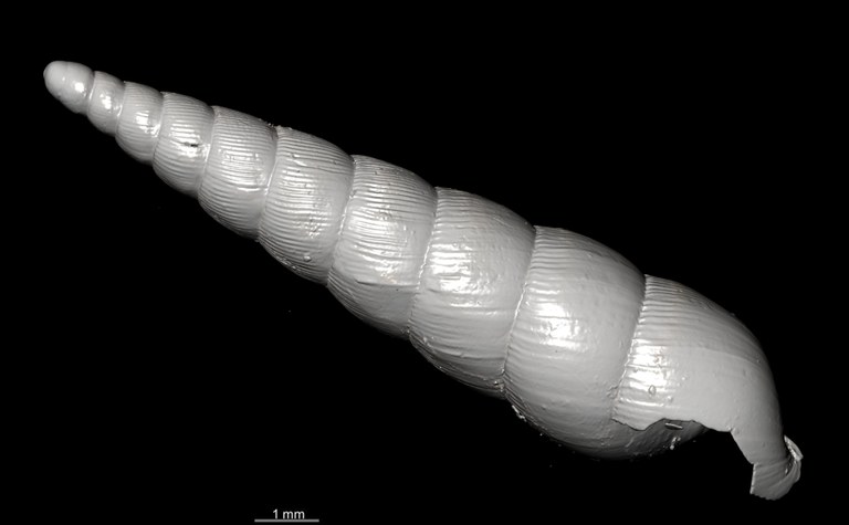 BE-RBINS-INV SYNTYPE MT.2820 Streptostele nyiroensis MCT XRE RIGHT.jpg