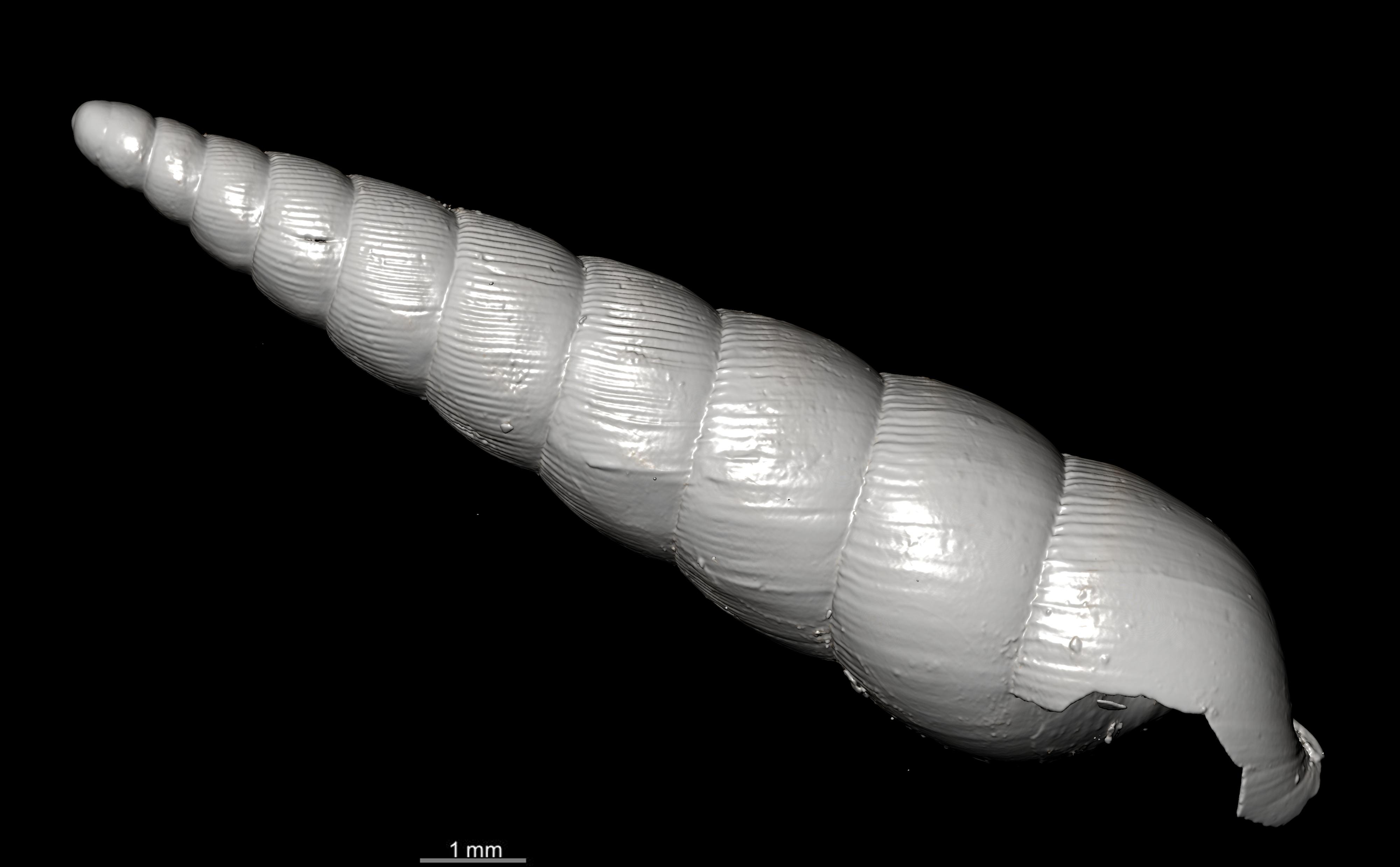 BE-RBINS-INV SYNTYPE MT.2820 Streptostele nyiroensis MCT XRE RIGHT.jpg