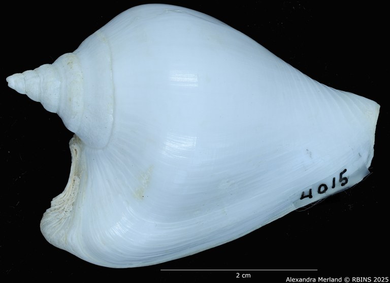 BE-RBINS-INV-MT-1466-Strombus-guidoi-pt-D.jpg BE-RBINS-INV-MT-1466-Strombus-guidoi-pt-D.jpg