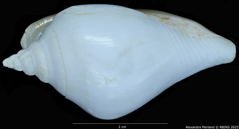 BE-RBINS-INV-MT-1466-Strombus-guidoi-pt-L2.jpg BE-RBINS-INV-MT-1466-Strombus-guidoi-pt-L2.jpg
