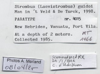 BE-RBINS-INV-MT-1466-Strombus-guidoi-pt-label.jpg BE-RBINS-INV-MT-1466-Strombus-guidoi-pt-label.jpg