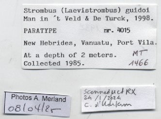 BE-RBINS-INV-MT-1466-Strombus-guidoi-pt-label.jpg