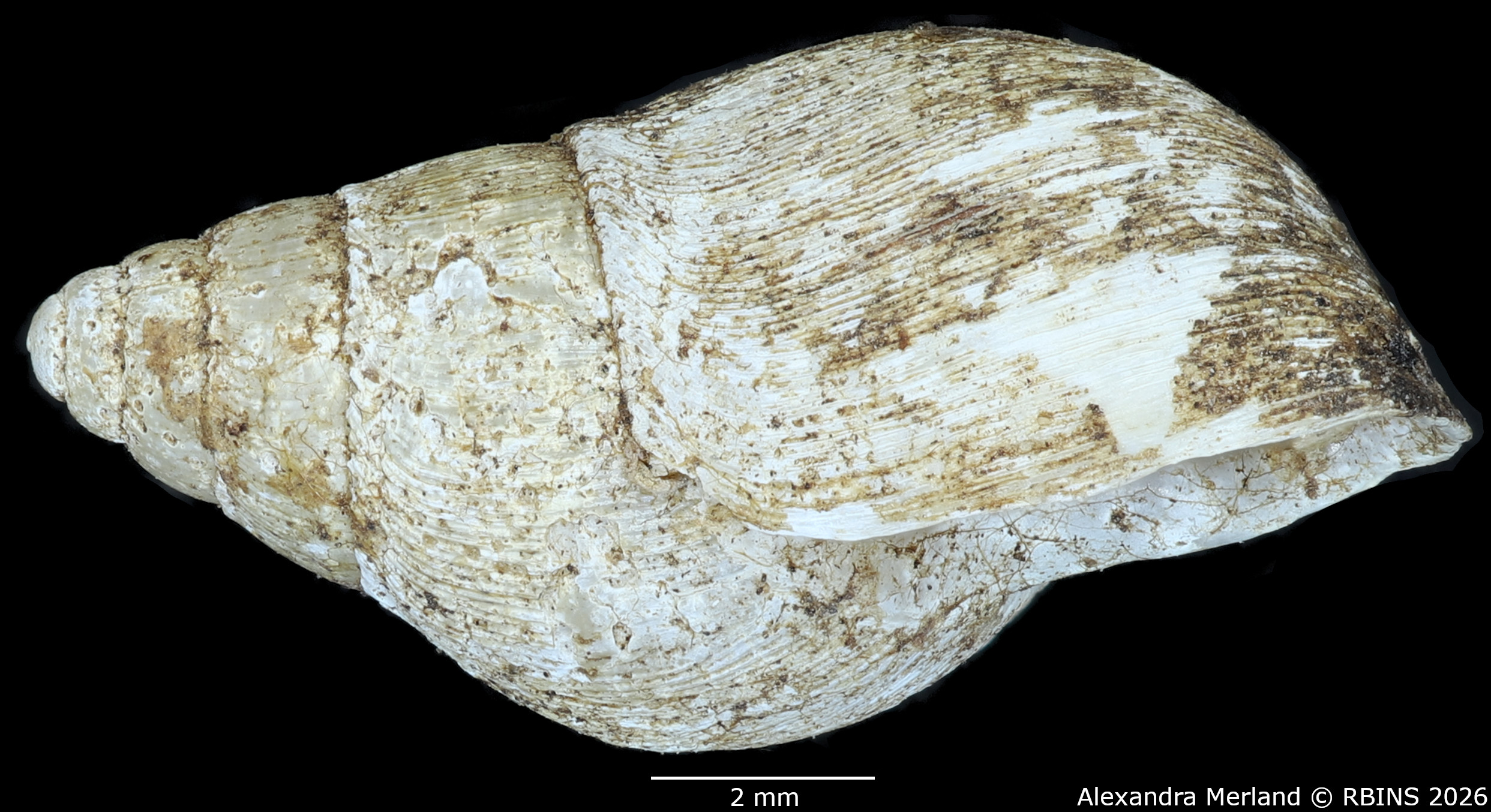 BE-RBINS-INV-MT-1377-Curvella-calorhaphe-st-L.jpg