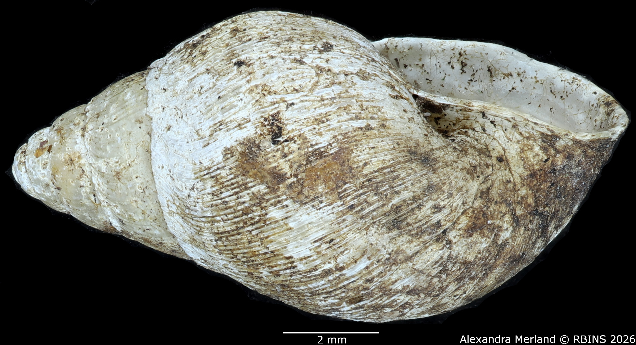 BE-RBINS-INV-MT-1377-Curvella-calorhaphe-st-L2.jpg