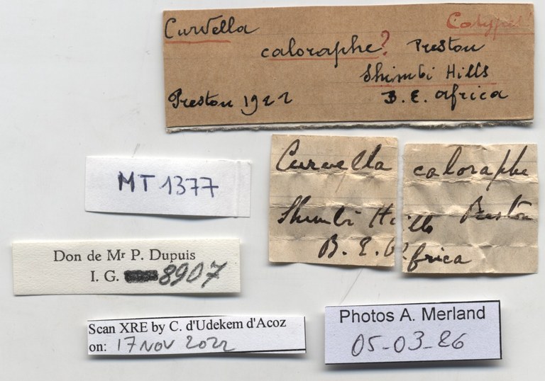 BE-RBINS-INV-MT-1377-Curvella-calorhaphe-st-label.jpg