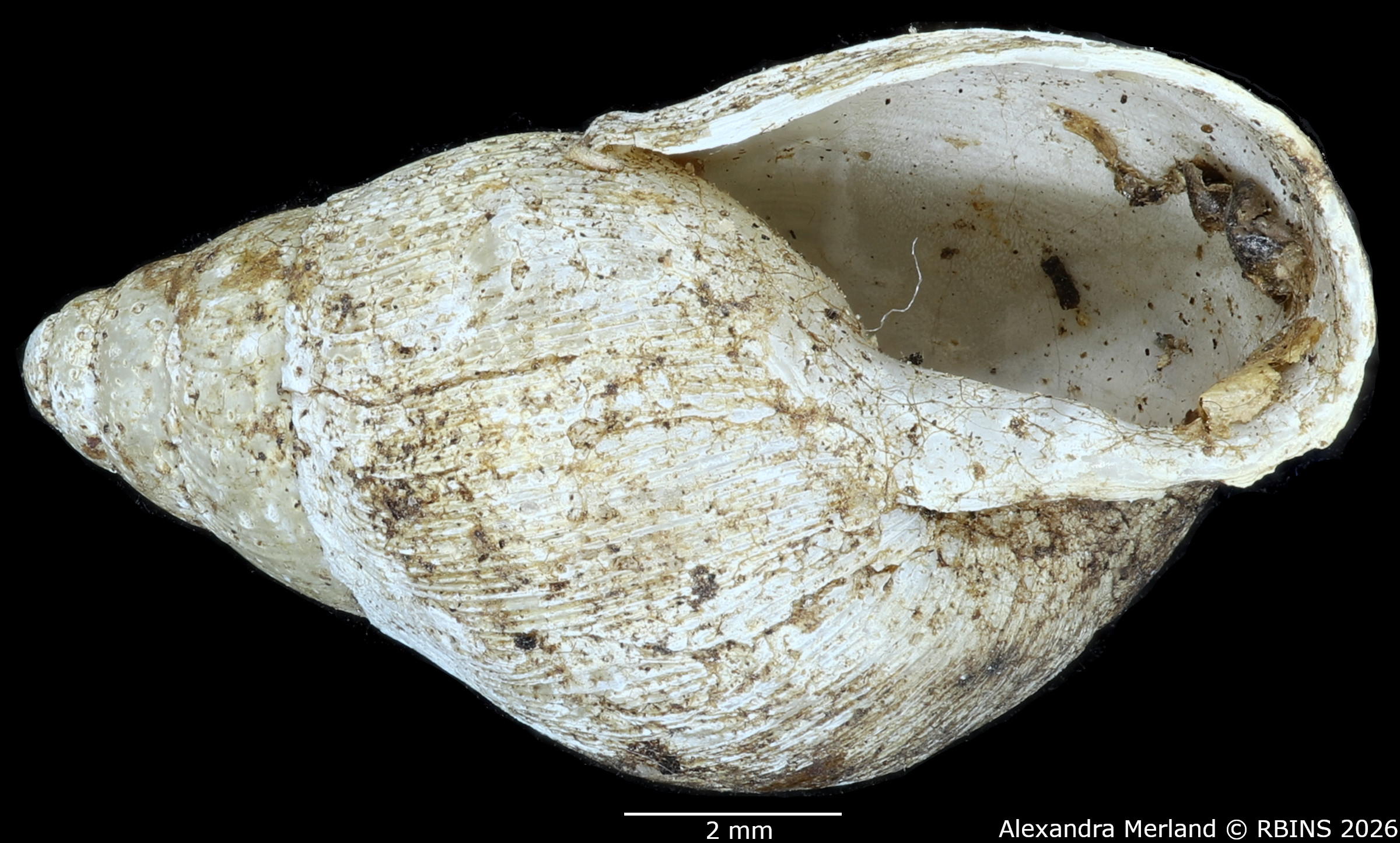 BE-RBINS-INV-MT-1377-Curvella-calorhaphe-st-V.jpg