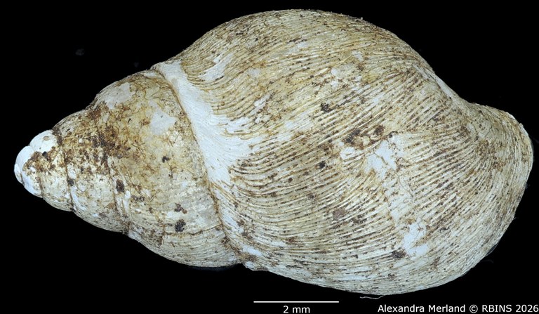 BE-RBINS-INV-MT-1378-Curvella-calorhaphe-st-D.jpg