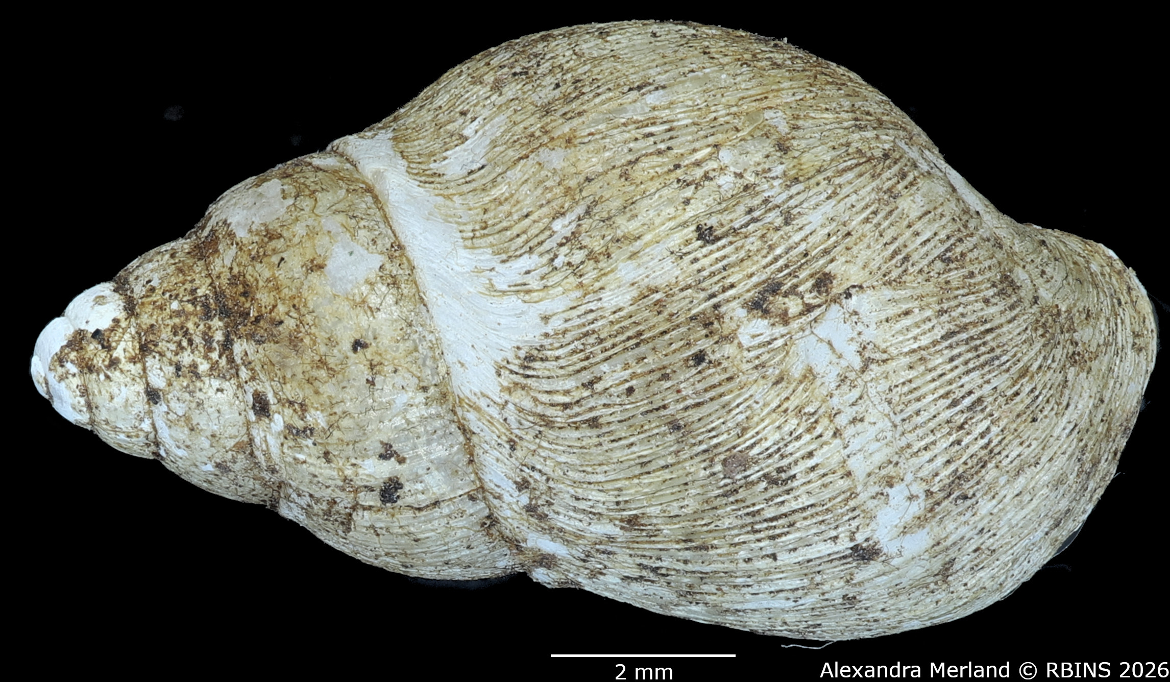 BE-RBINS-INV-MT-1378-Curvella-calorhaphe-st-D.jpg